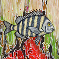 Sheepshead Fish Abstract
