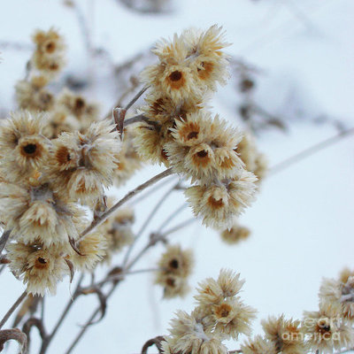 Winter Botanicals 